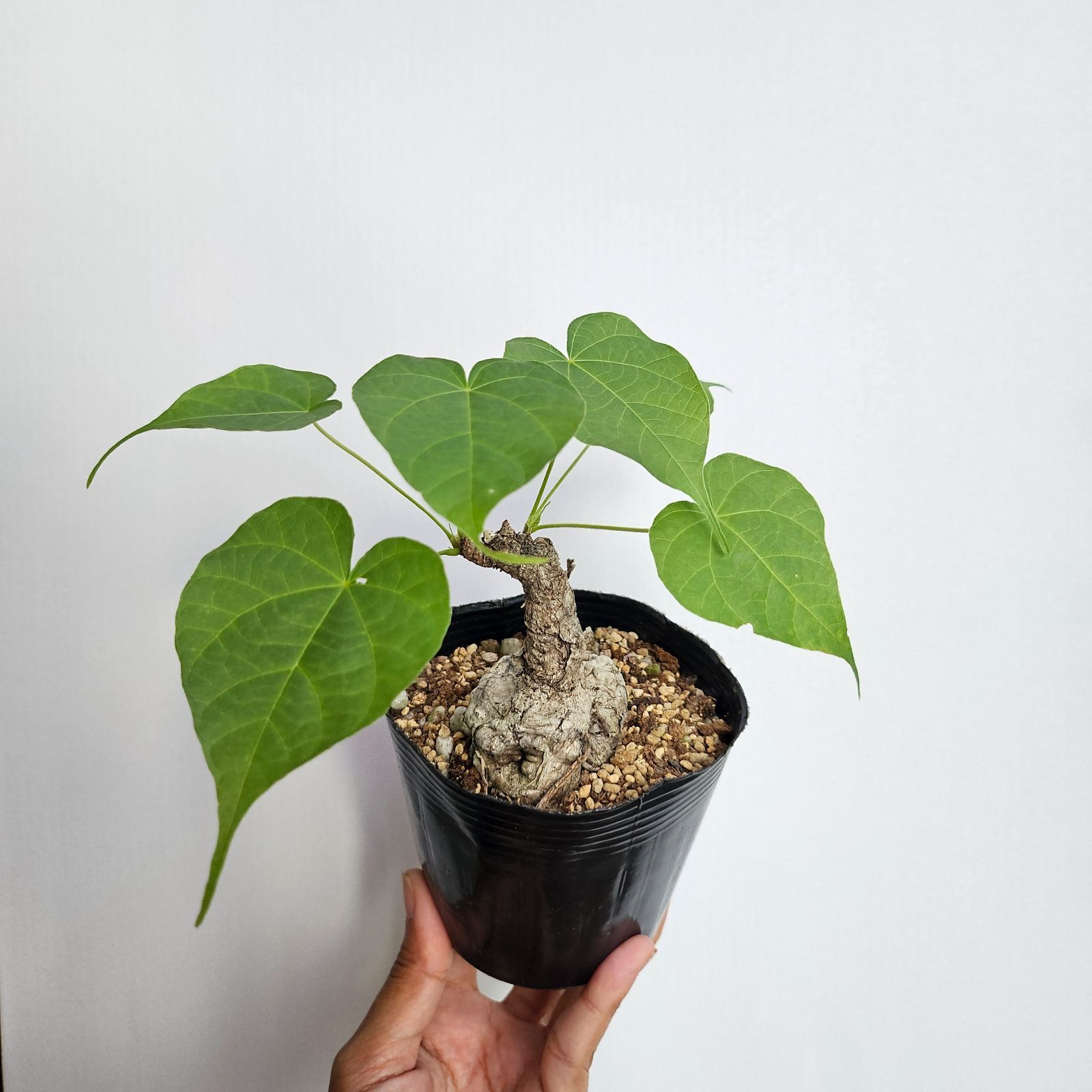 フィルミアナ・コロラータ Firmiana colorata isla del pescado - Firmiana colorata-フィルミアナ・コロラータ