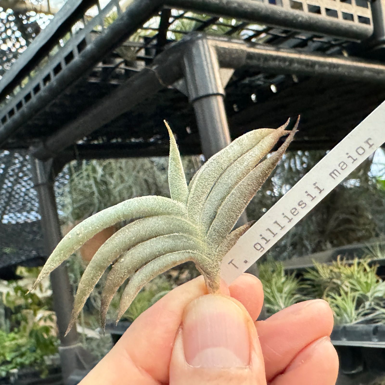 HR＊チランジア ギリエシー マイオール Tillandsia gilliesii fa. maior＊エアプランツ＠フラワーショップ江口 ...