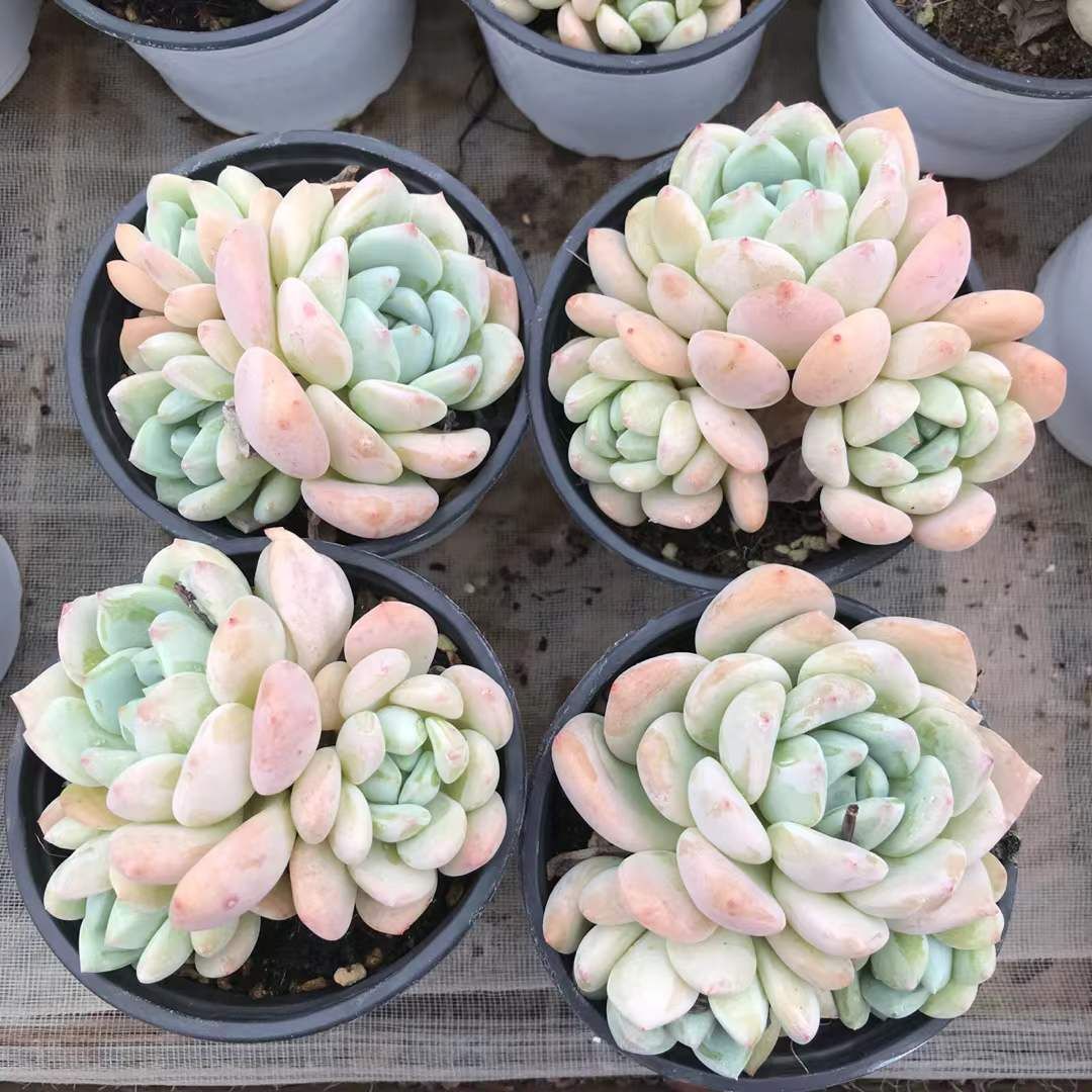 SKL1205×36 ボウジョ3ヘッド 抜き苗 多肉植物 アエオニウム エケベリア 韓国苗