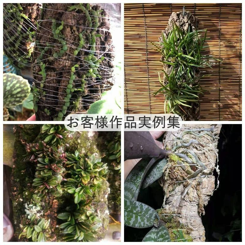 S095　ポルトガル産 厚め コルク樹皮 コルク板　バージンコルク 送料無料 S095 ポルトガル産 厚め コルク樹皮 コルク板 バージンコルク