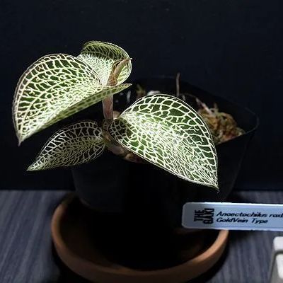 ジュエルオーキッド,GoldVein