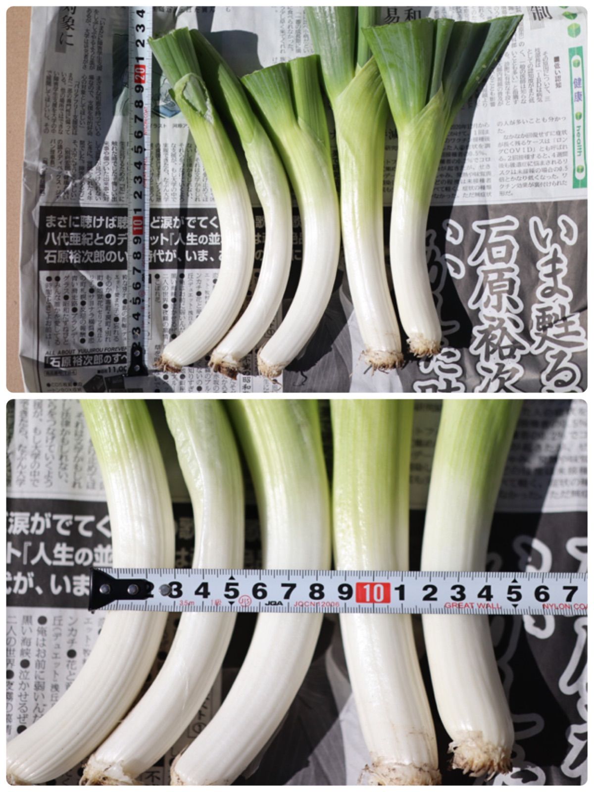 鳥取県産 白ネギ 20kg 長ネギ - 野菜