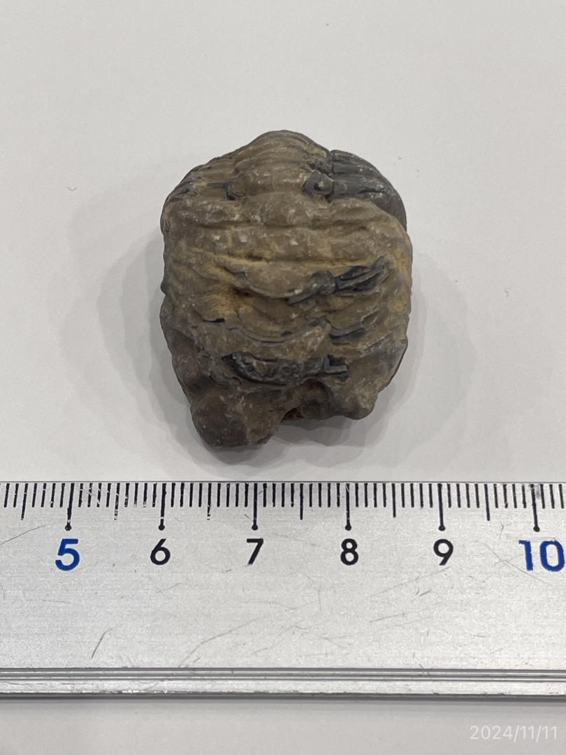 E23534】三葉虫 古生代デボン紀 化石 モロッコ 化石標本 - メルカリ