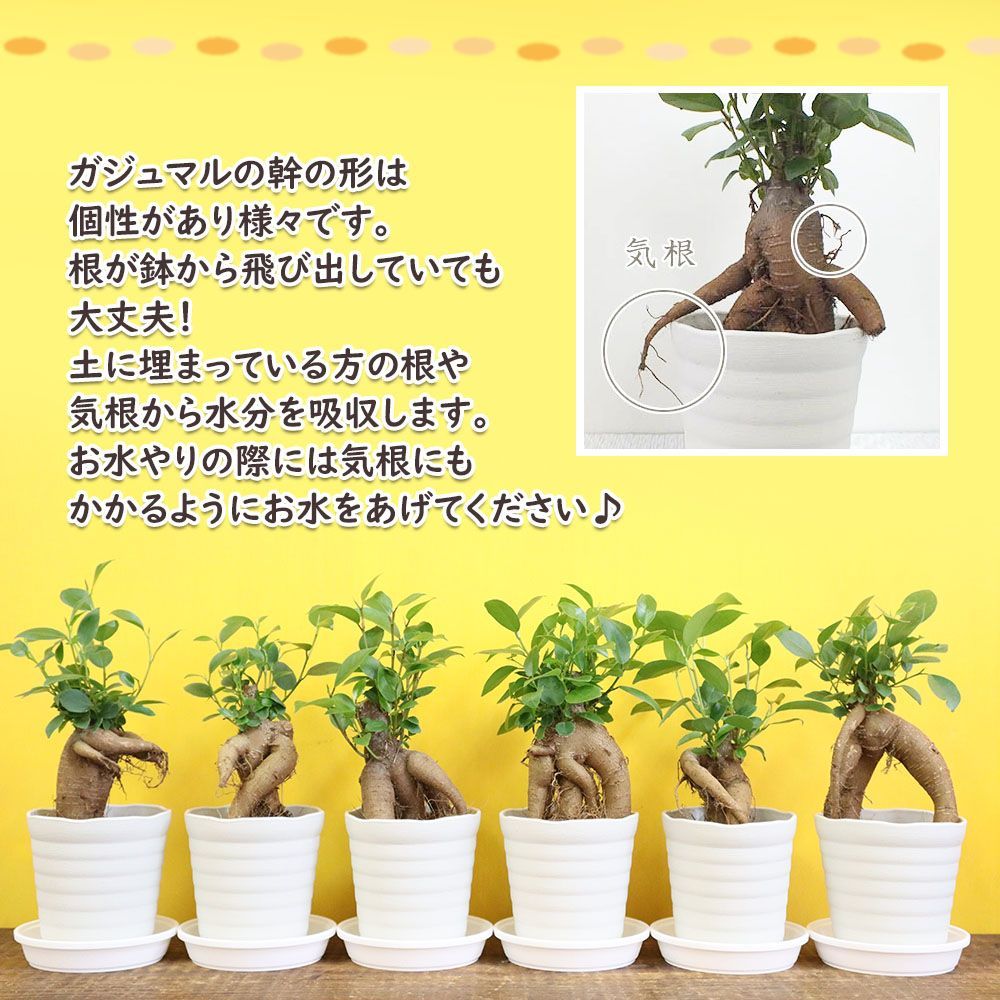 観葉植物 ガジュマル フィカス セレクト 現品 【選べる樹形】 白セラアート鉢 3号 ピンク石付 受皿付 鉢植え 多幸の木 がじゅまる 送料無料 【白札】  - メルカリ