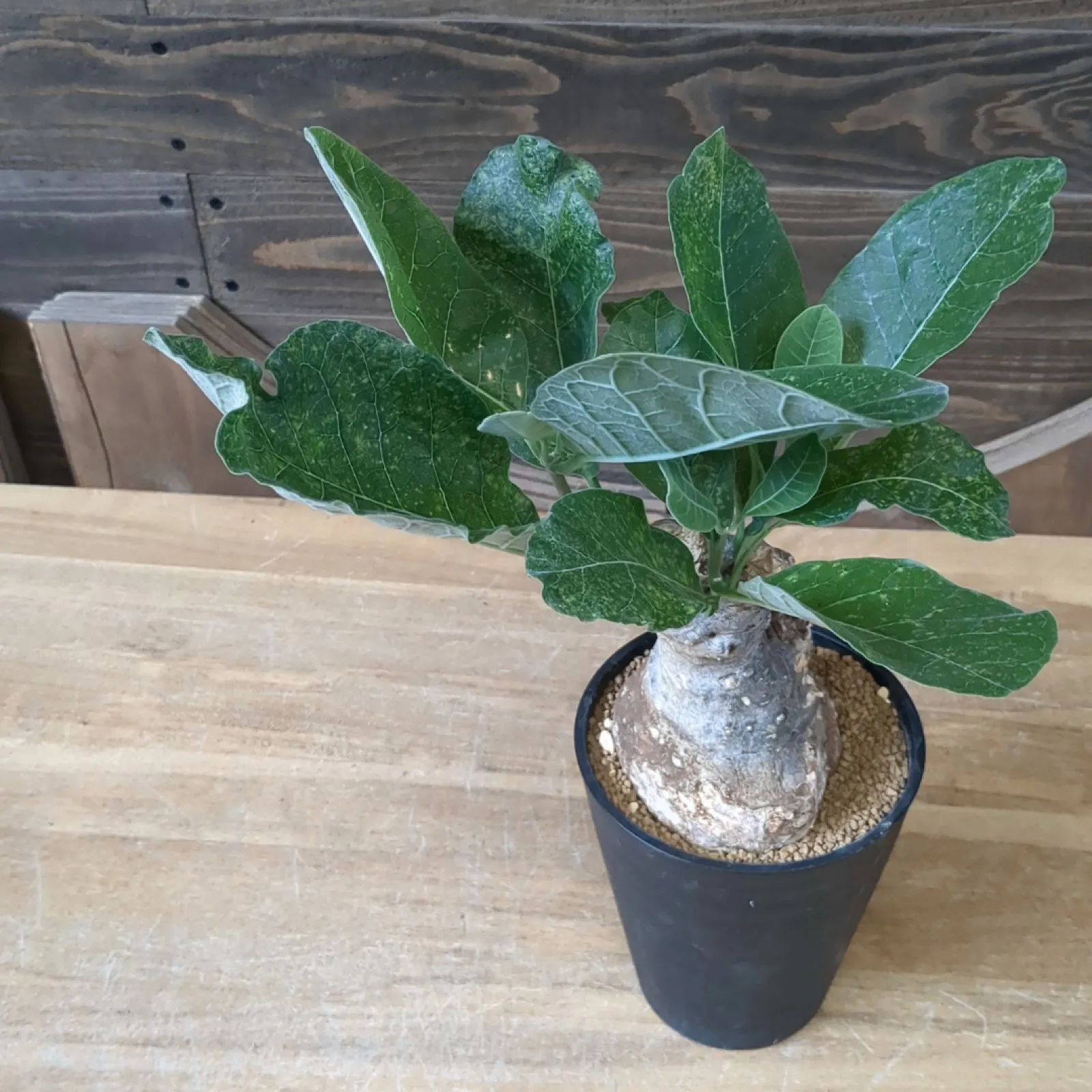 【週末限定SALE】フォッケア ムルチフローラ 現地球 週末限定SALE】フォッケア ムルチフローラ 現地球