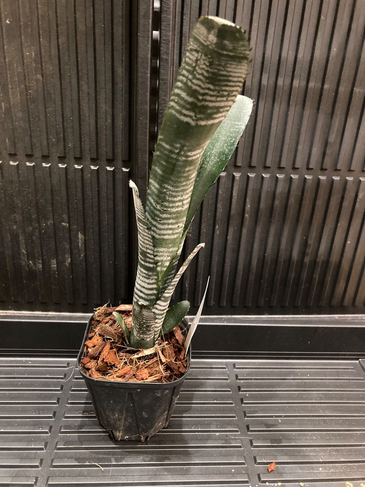 ビルベルギア ドミンゴスマルティンス×ジョージア 子株付き ビルベルギア ドミンゴスマルティンス×ジョージア 子株付き - メルカリ