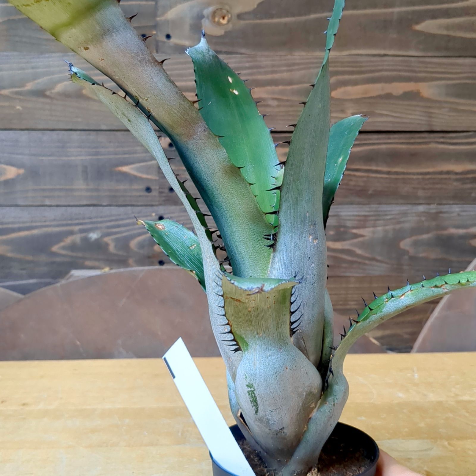 Aechmea setigera エクメア セティゲラ【現品】鉢のまま発送