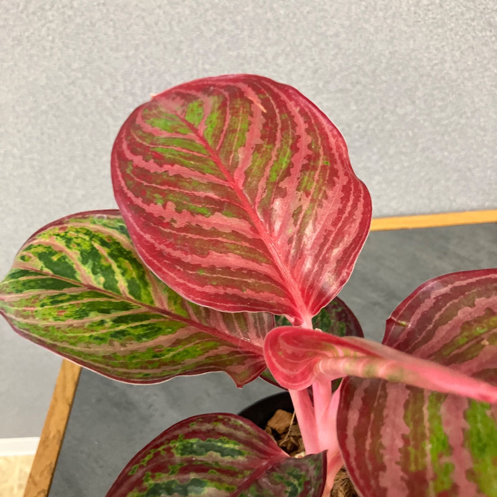 超希少❗️美株❗️アグラオネマ レッドエメラルドドラゴン