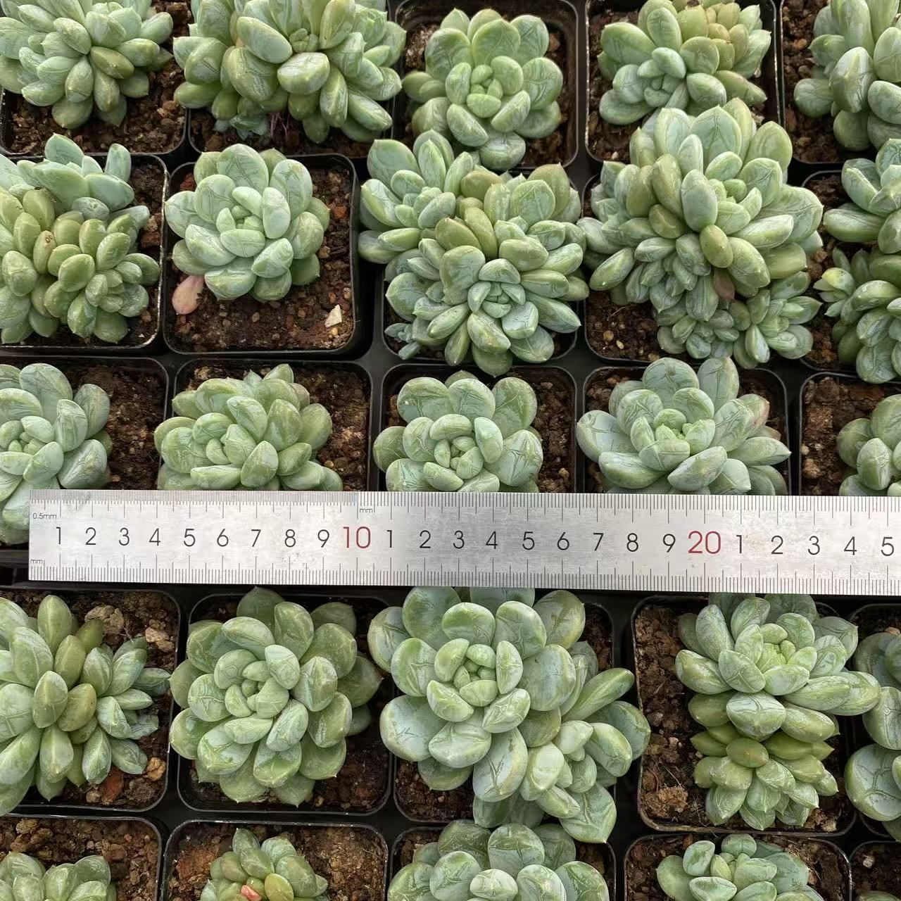 50株の抜き苗セット】グリーン翡翠 多肉植物 佐川急便発送 エケベリア