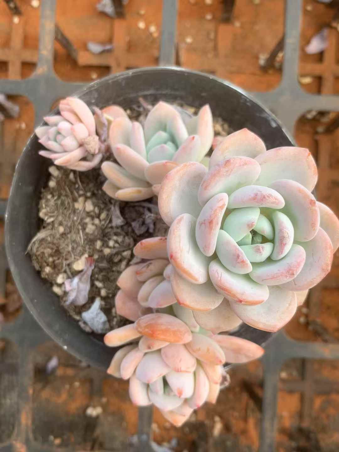 24株の抜き苗セット 冷香 多肉植物 佐川急便発送 エケベリア 韓国苗 LX18