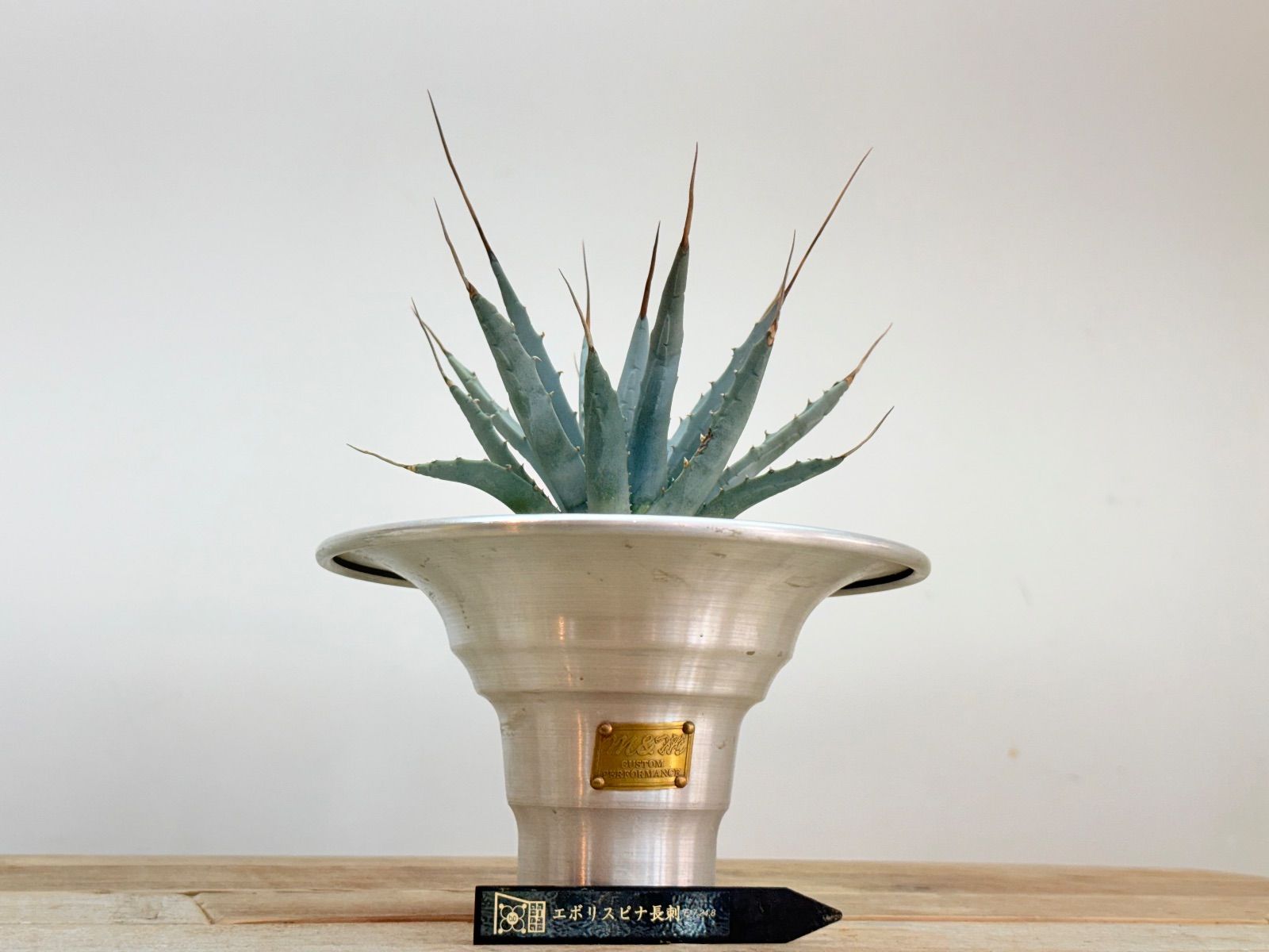 アガベ ユタエンシス エボリスピナ 発根済 a825アガベ
