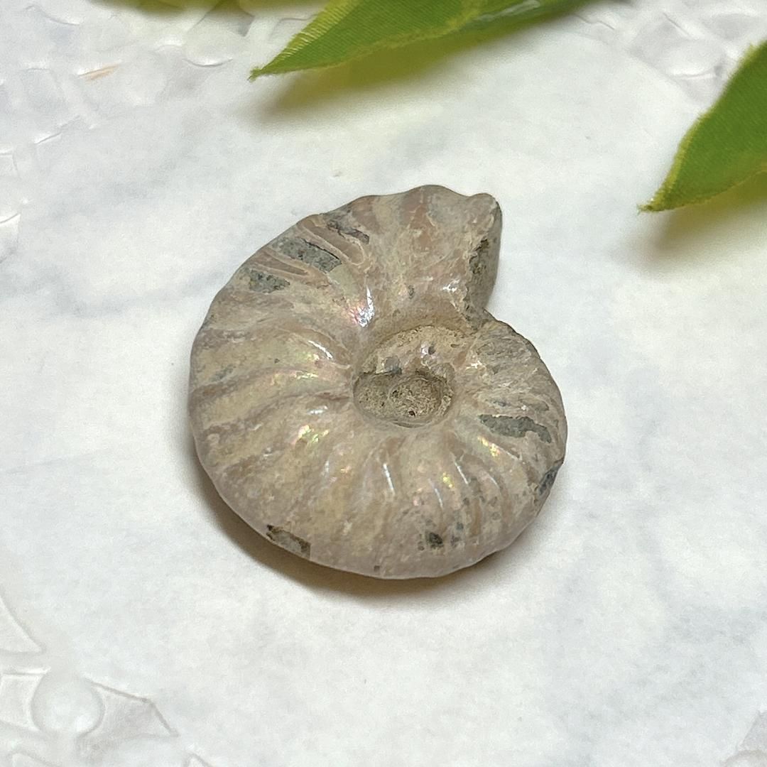 【一点限り/本物化石】レインボー☆アンモナイト 約3.5cm×約2.5cm 楽天市場】【厳選品質一点物】アンモナイト 化石 虹 Ammonite