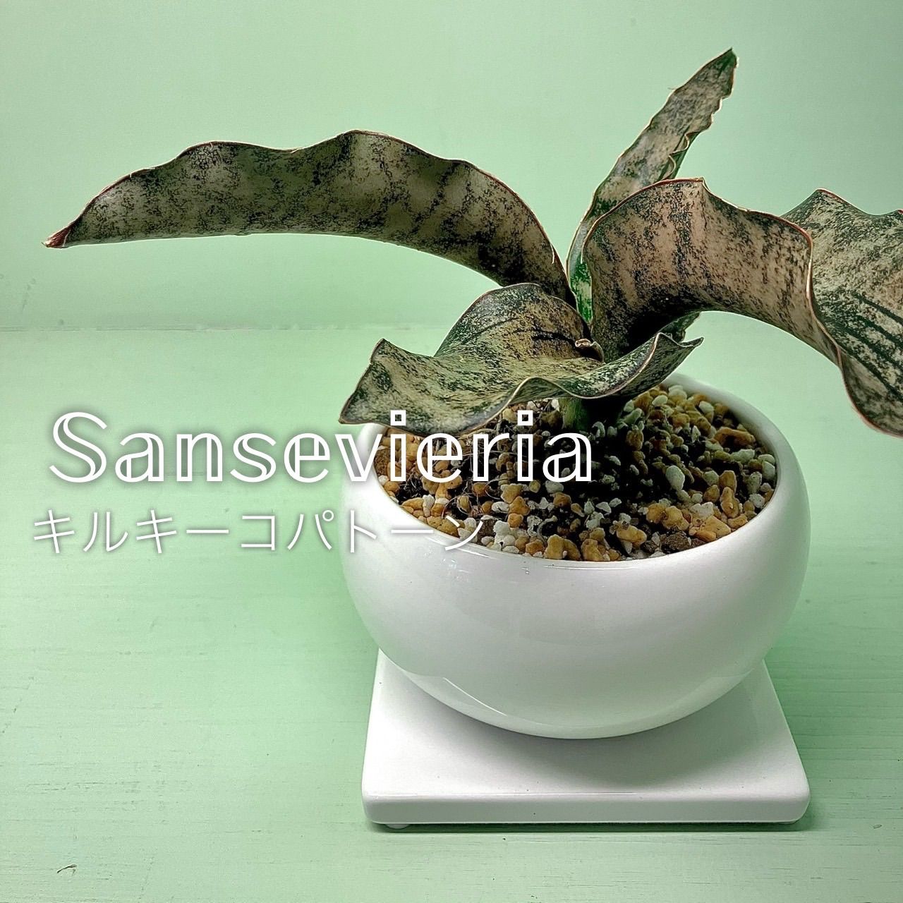 GIARDINELLI-NEW YORK SYMPHONY T リムGP