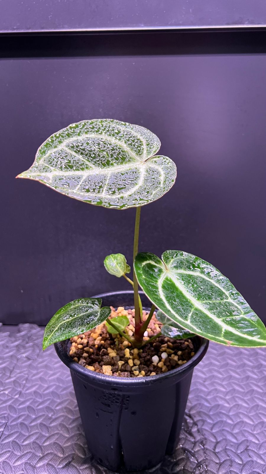 2.アンスリウムハイブリッド（キングオブスペードHu x レッドクリスタリナム） 希少【アンスリウム】キングオブスペード×レッドクリスタリナム