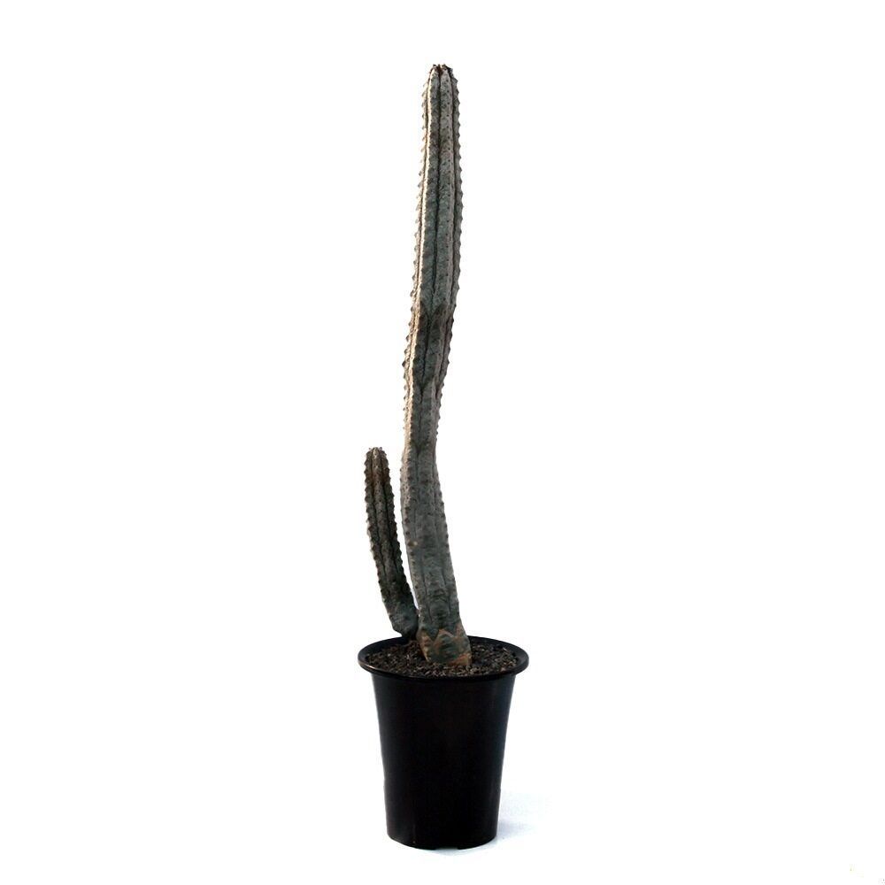 観葉植物)一点物 ユーフォルビア アブデルクリ 5号(1鉢 観葉植物)一点物 ユーフォルビア アブデルクリ 5号(1鉢