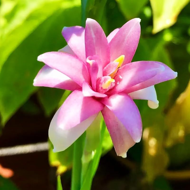 ＩＴＡＮＳＥ チューベローズ ピンクサファイア 3号 1個売り【品種で選べる花苗】学名：Polianthes tuberosa/キジカクシ科(リュウゼツラン科)ゲッカコウ属 非耐寒性球根植物/別名：月下香(ゲッカ