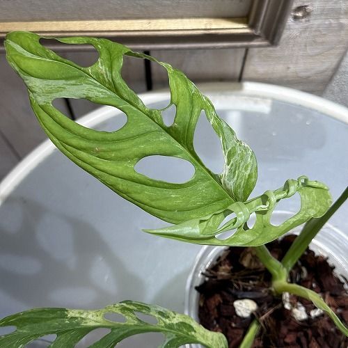 観葉植物 モンステラ アダンソニー バリエガータ ミント(斑入り