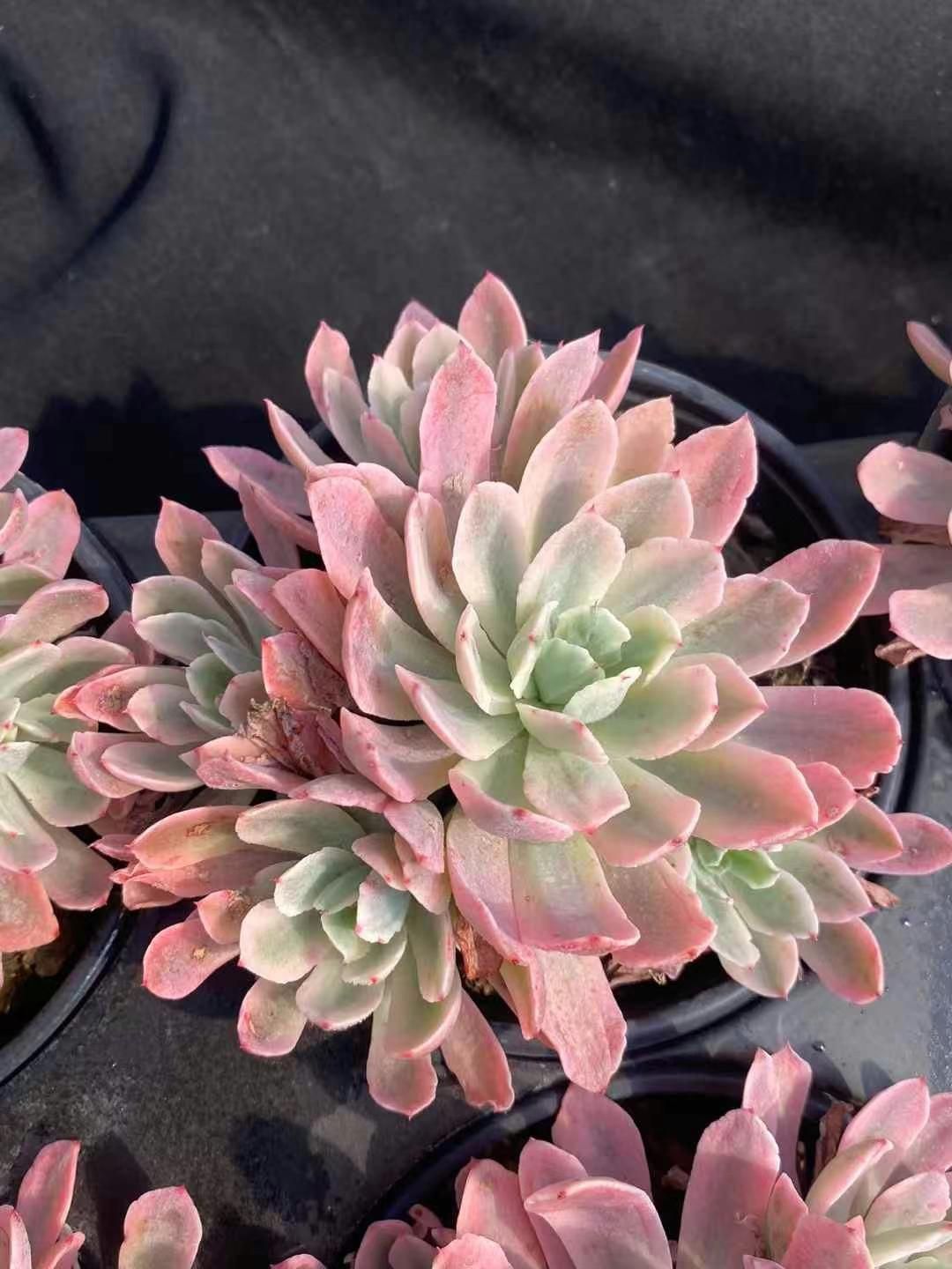 抜き苗 フラワーカート錦 DP240×15株 ふっくら 多肉植物 エケベリア サボテン 韓国苗 新入荷