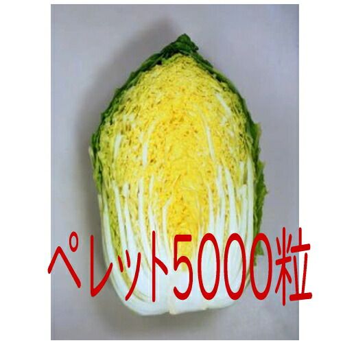 入荷次第出荷 カネコ種苗 黄望峰６５ 白菜 ペレット５０００粒