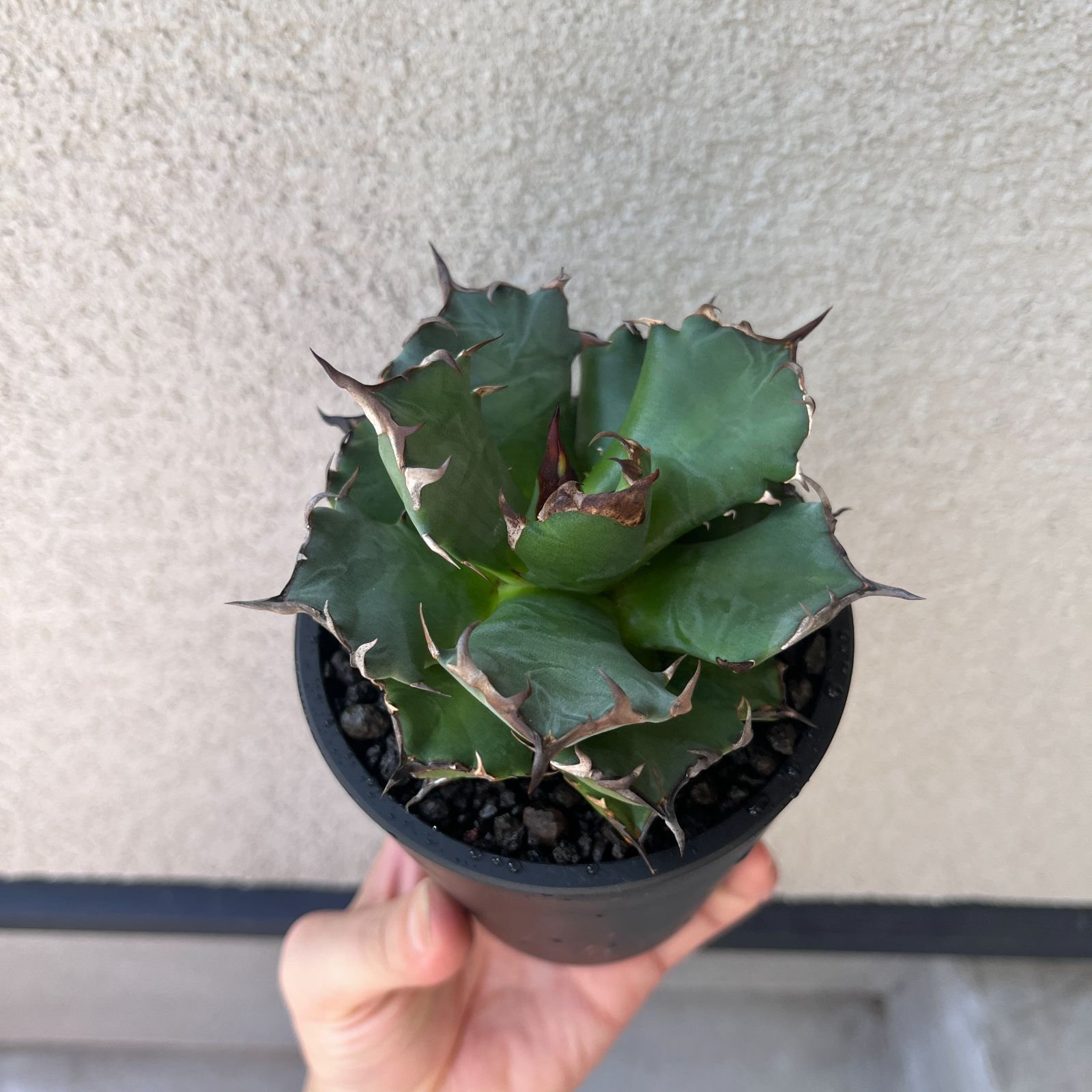 ☆アガベ チタノタ 姫厳龍 ボール型 agave titanota☆ アガべ チタノタ