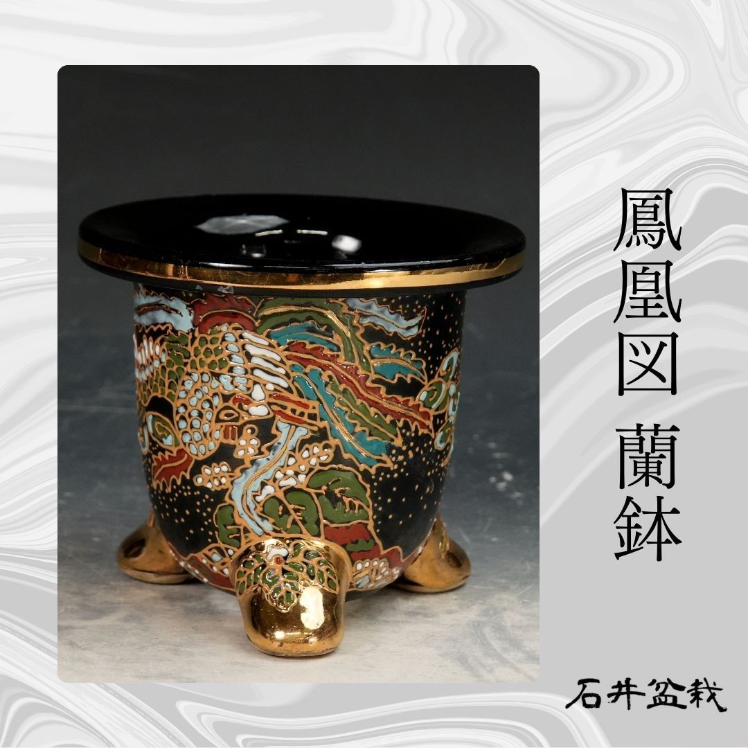 石井盆栽 鳳凰図 蘭鉢 盆栽鉢 万年青鉢 オモト 植木鉢ｐ-154