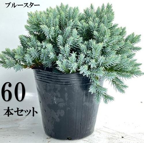 60本セット ブルースター葉張り20cm前後15cmポット
