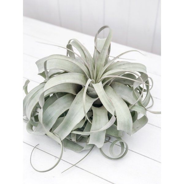 フィロデンドロン ピンクプリンセス 美麗斑('Philodendron pink