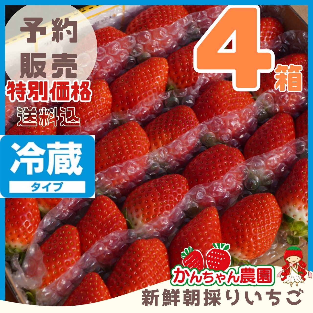 クール④箱 11月分予約販売 新鮮朝採りいちご