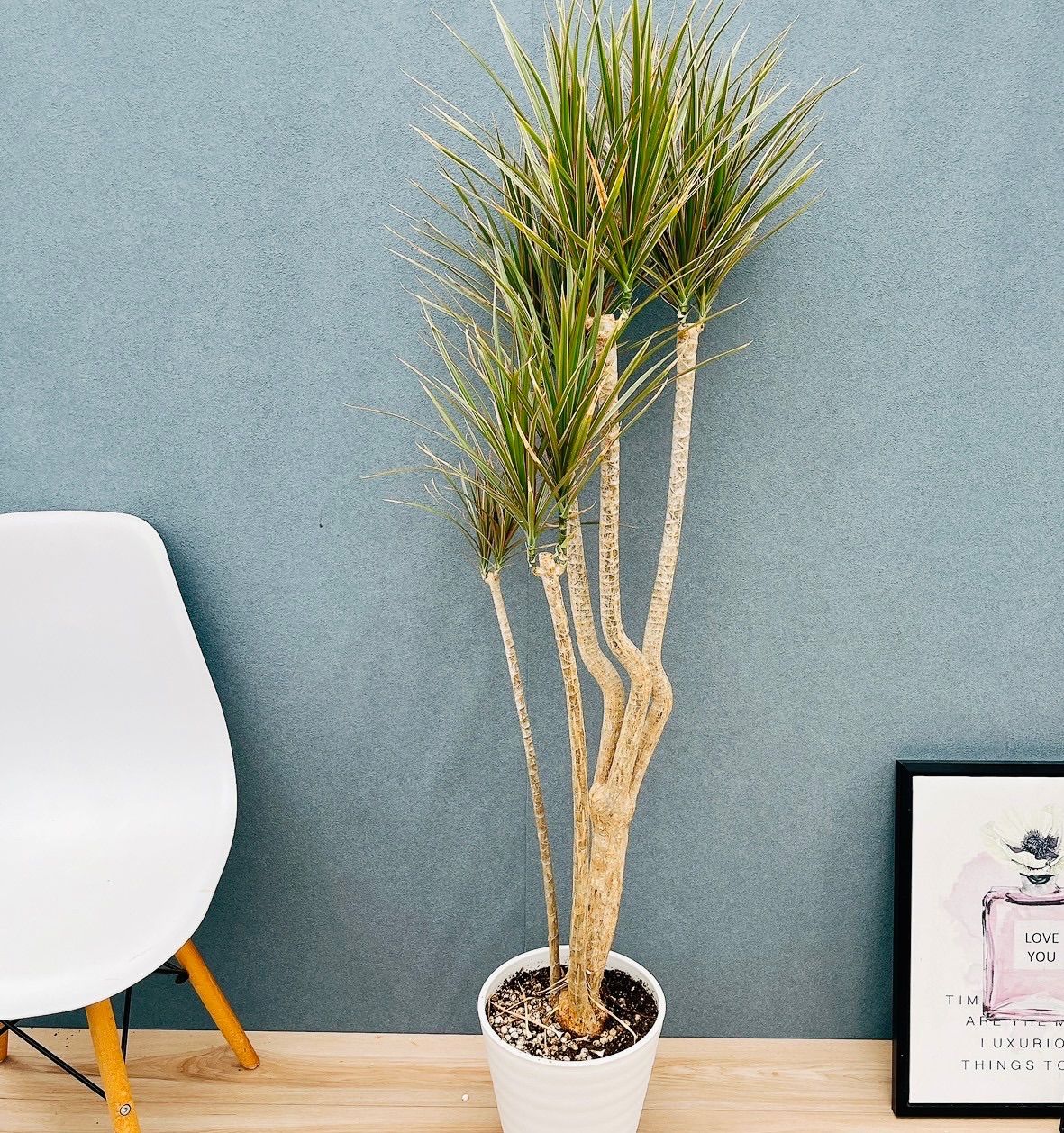 現品］82番 ドラセナ コンシンネ トリカラー 観葉植物 室内 8号