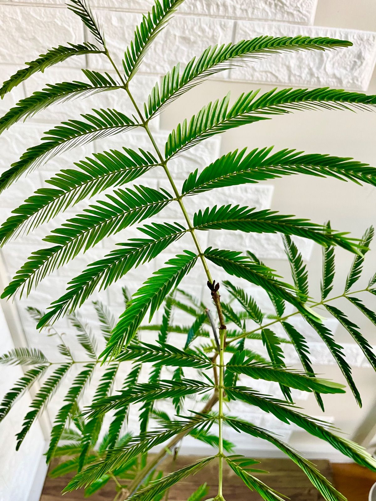 観葉植物 エバーフレッシュ⭐️曲がり⭐️約120cm