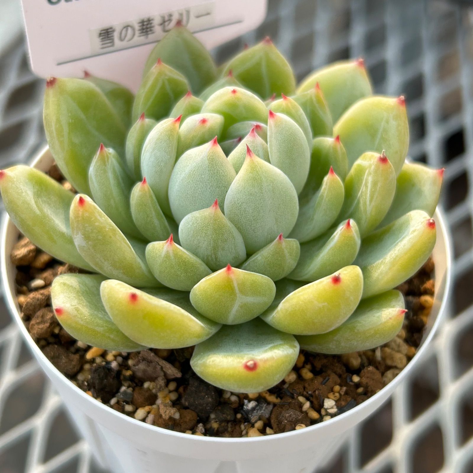 レア品種】56. 雪の華ゼリー 多肉植物 韓国苗 エケベリア 抜き苗