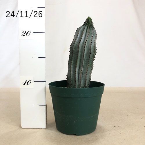 ユーフォルビア ホリダ 白衣 4号(現品)(503920) - メルカリ