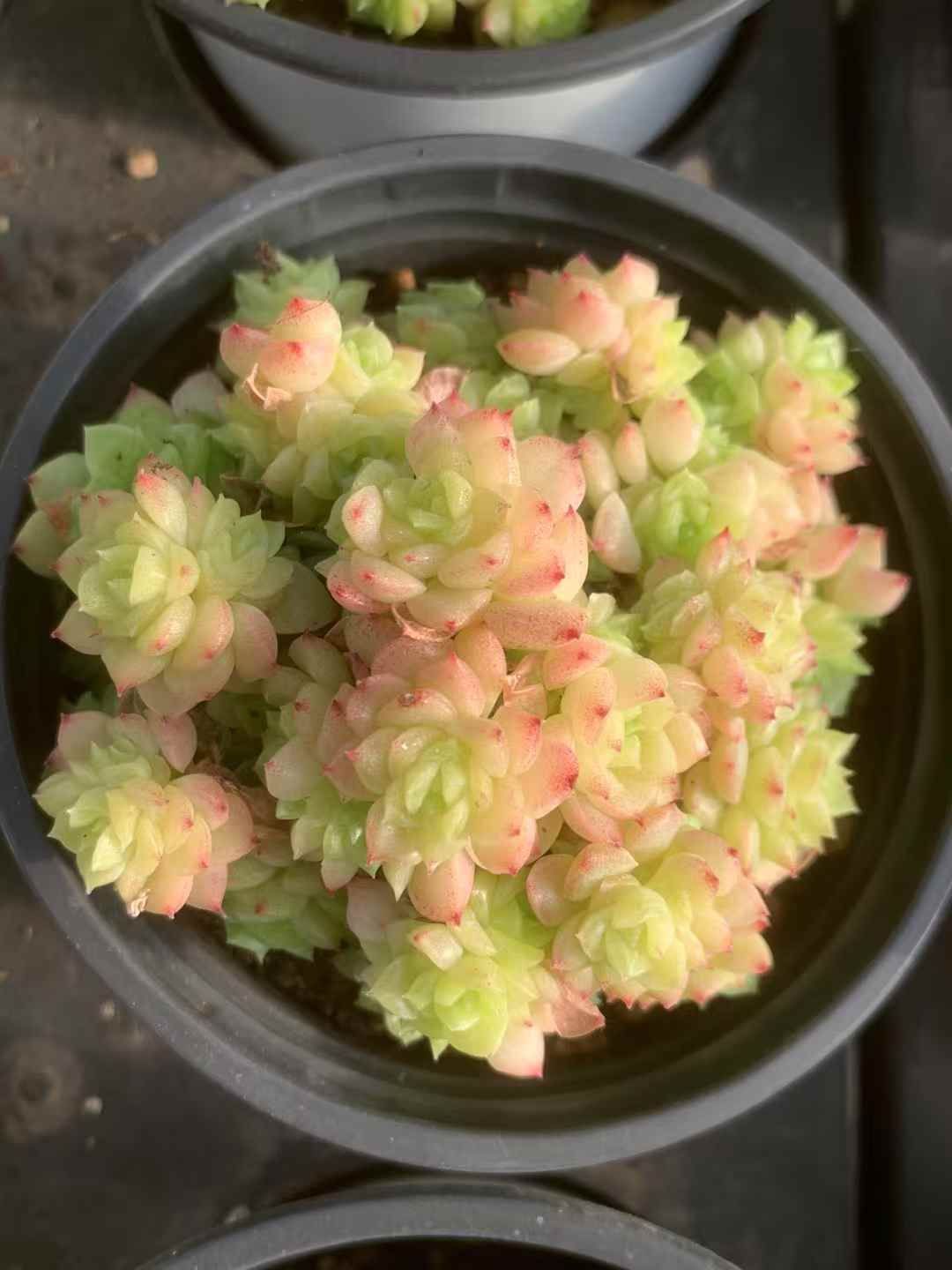 今日だけ割引 35株の抜き苗セット マルガン レッドエッジ 多肉植物 佐川急便発送 エケベリア 韓国苗 LX26 【最短翌日配送】