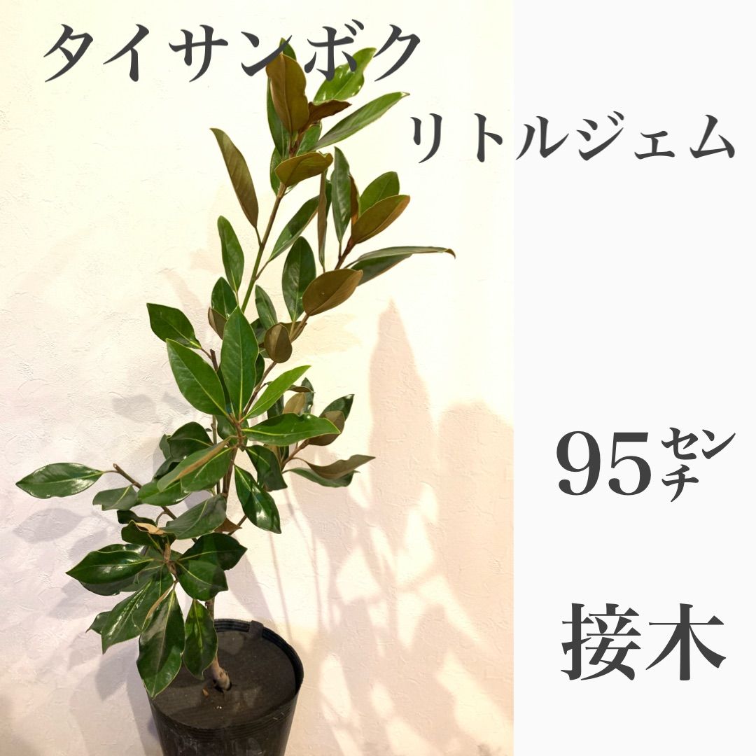 タイサンボク リトルジェム 泰山木 ④大苗・苗木 苗 ドライフラワー