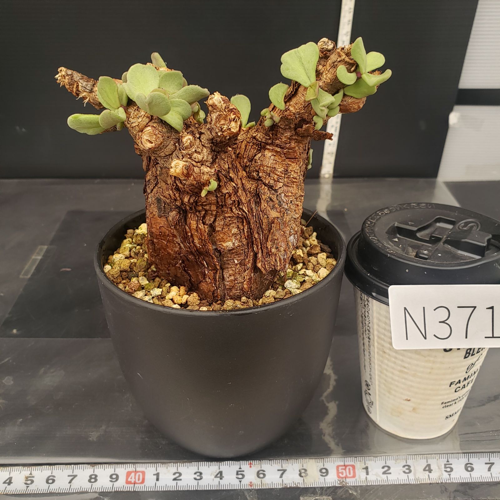 N371【自社養生株】ケラリア ピグマエア（現地球・発根株