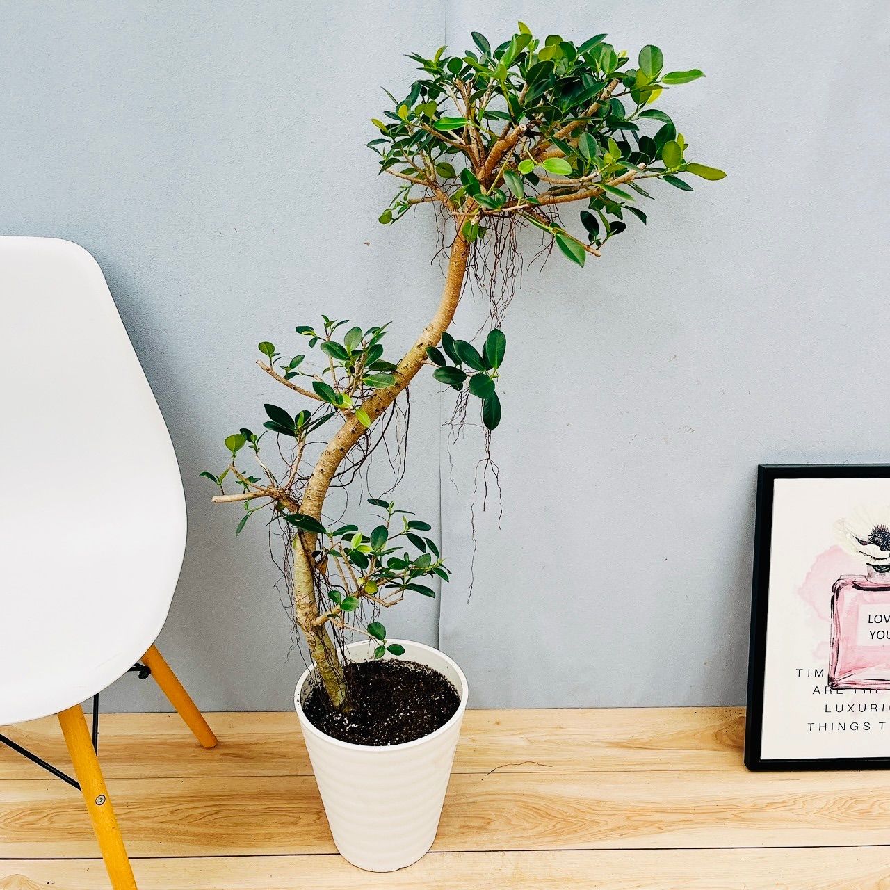 ARS MUSIC バイオリン Model Meister 4/4 ARS MUSIC バイオリン Model