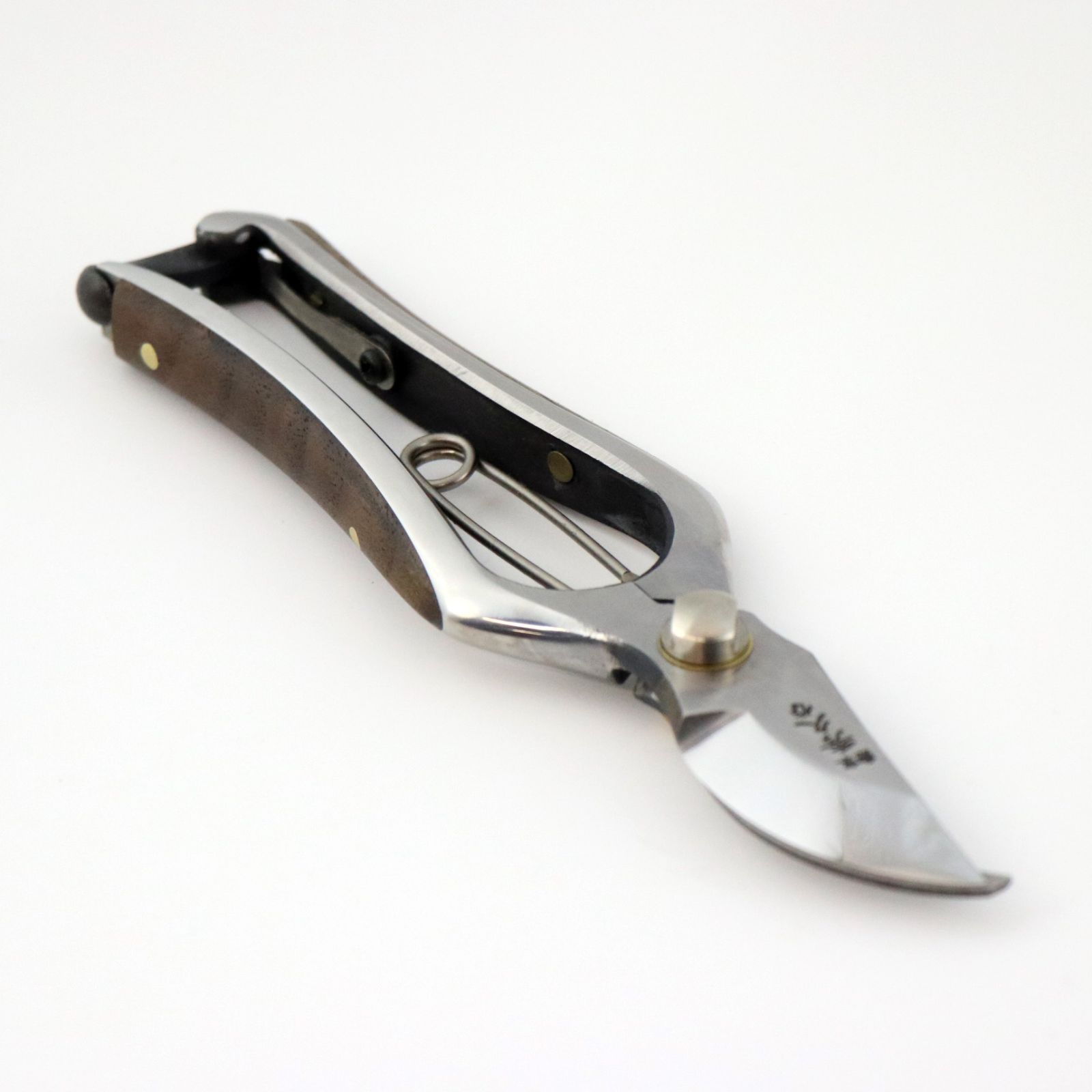 ブラヘア アルマータ （樹高:約70cm）Sep05 ブラヘア アルマータ （樹高:約70cm）Sep05