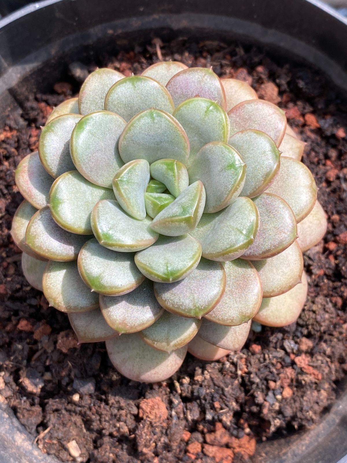 18株の抜き苗セット】ブルードラゴン 多肉植物 佐川急便発送