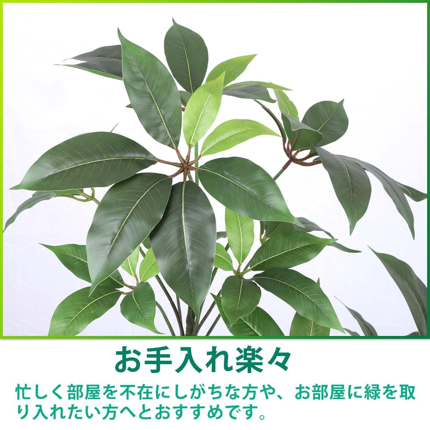数量 ツピダンサス