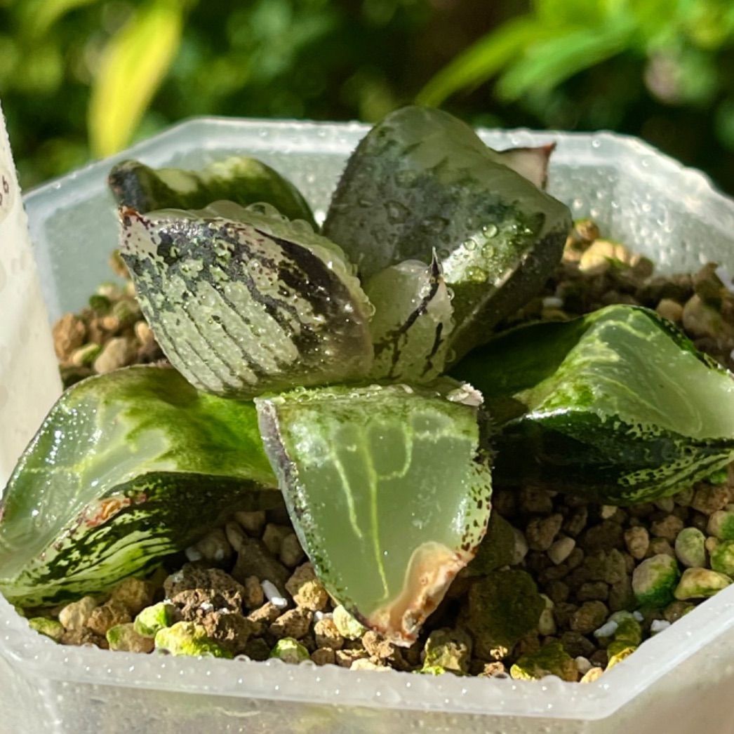 ハオルチア 氷皇 多肉植物 ハオルチア 氷皇