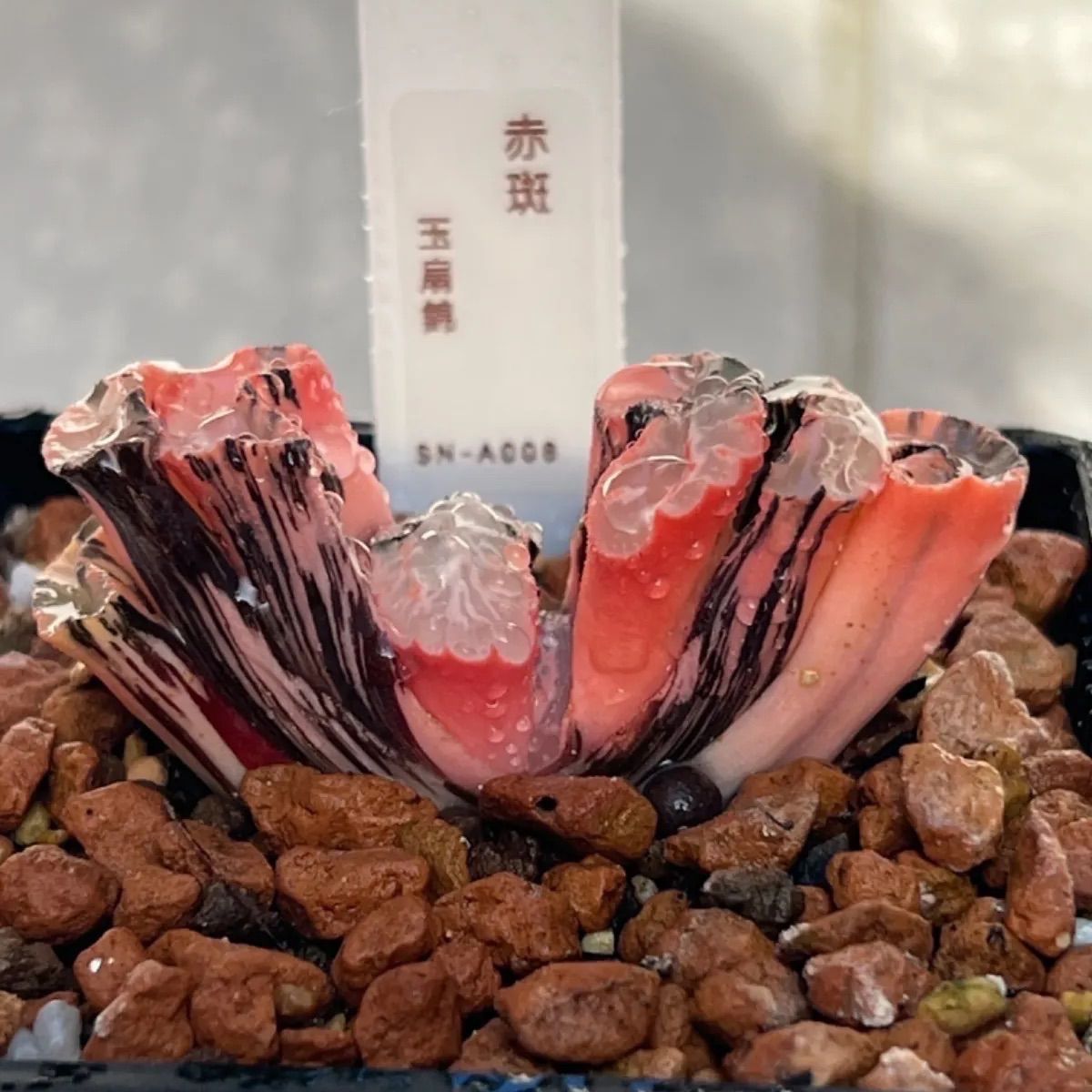 多肉植物 ハオルチア 鮮やかな赤斑玉扇錦 極上斑