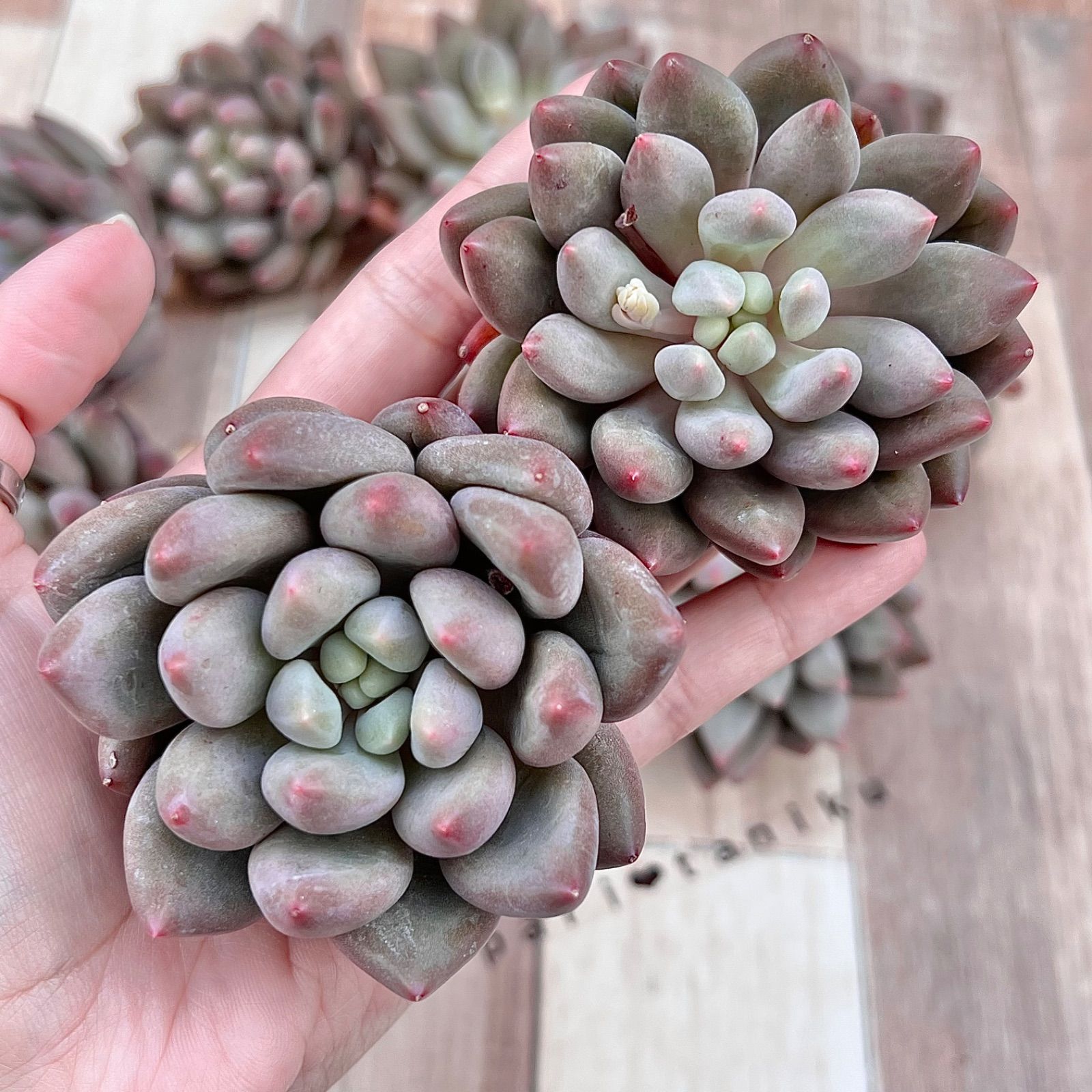○多肉植物 エケベリア レッドドラゴンフライ 2.5寸苗 - ハニー