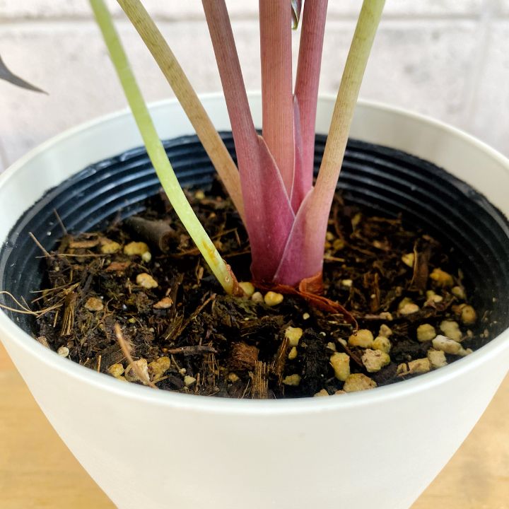観葉植物】高級感 希少性 アロカシア ワトソニア 4号 プラ鉢