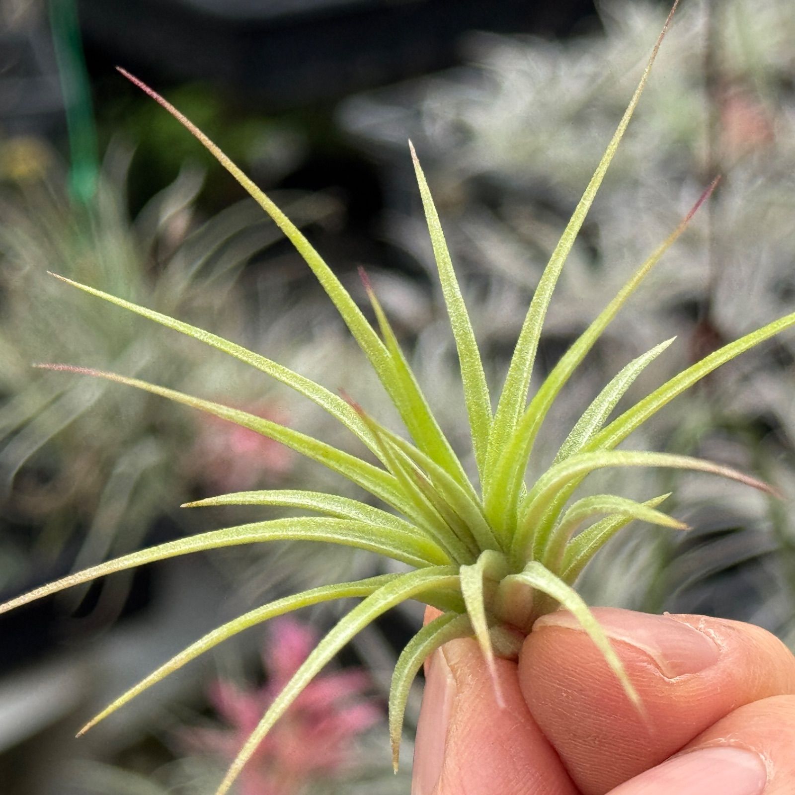 チランジア イオナンタ ファットボーイ Tillandsia ionantha Fat Boy