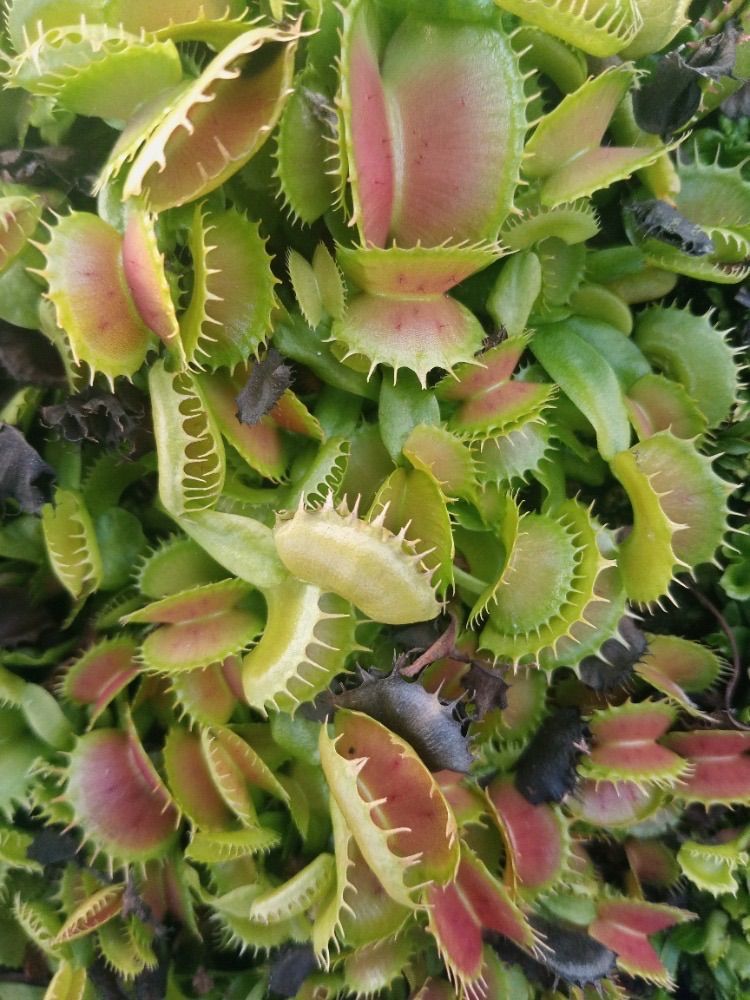 Dionaea muscipla SG 2119 ディオネアマスシプラ ハエトリソウ ハエトリグサ 食虫植物 観葉植物 - メルカリ