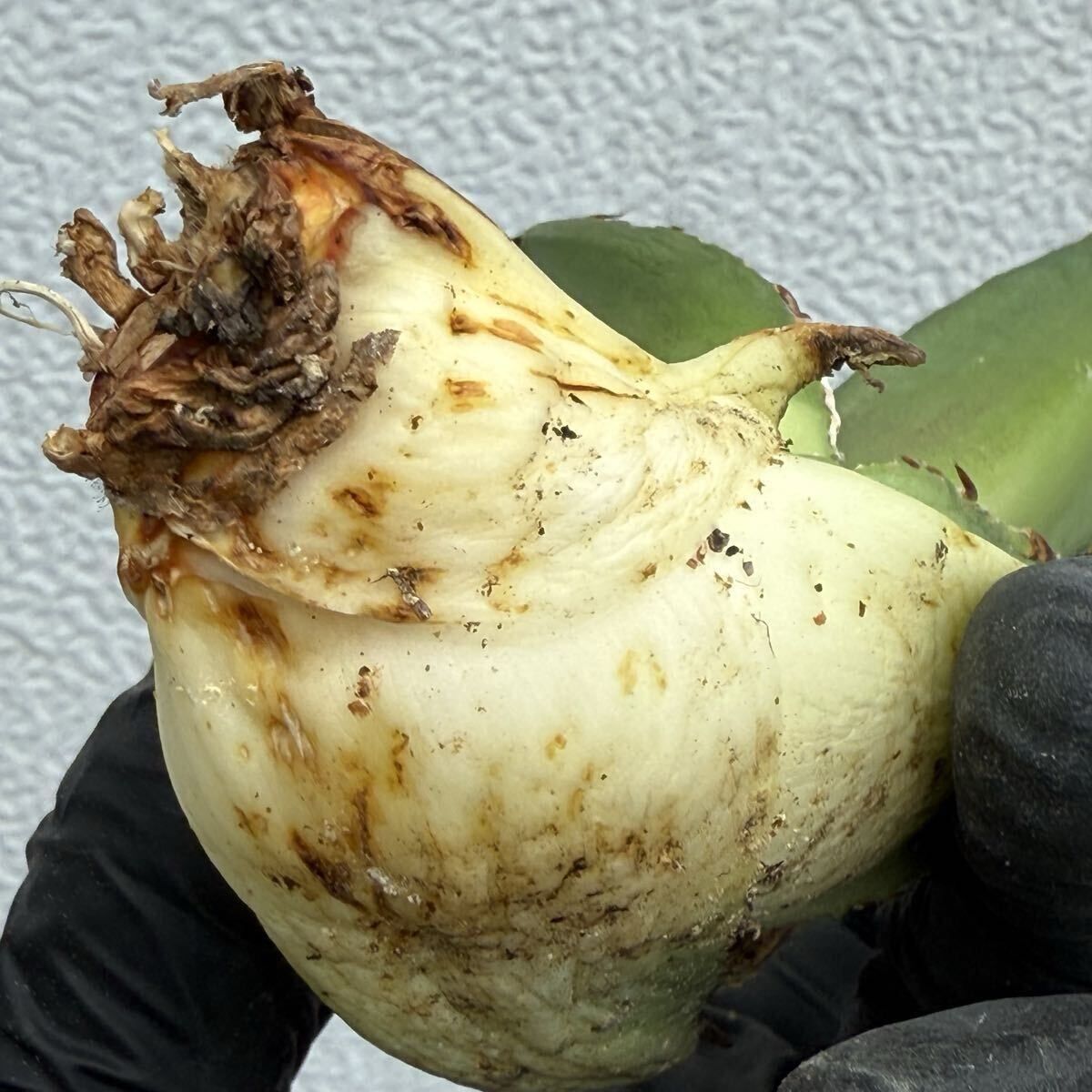 アガベ チタノタ イタリア カキコ Agave titanota chain アガベ チタノタ チェーンタイプ カキコ