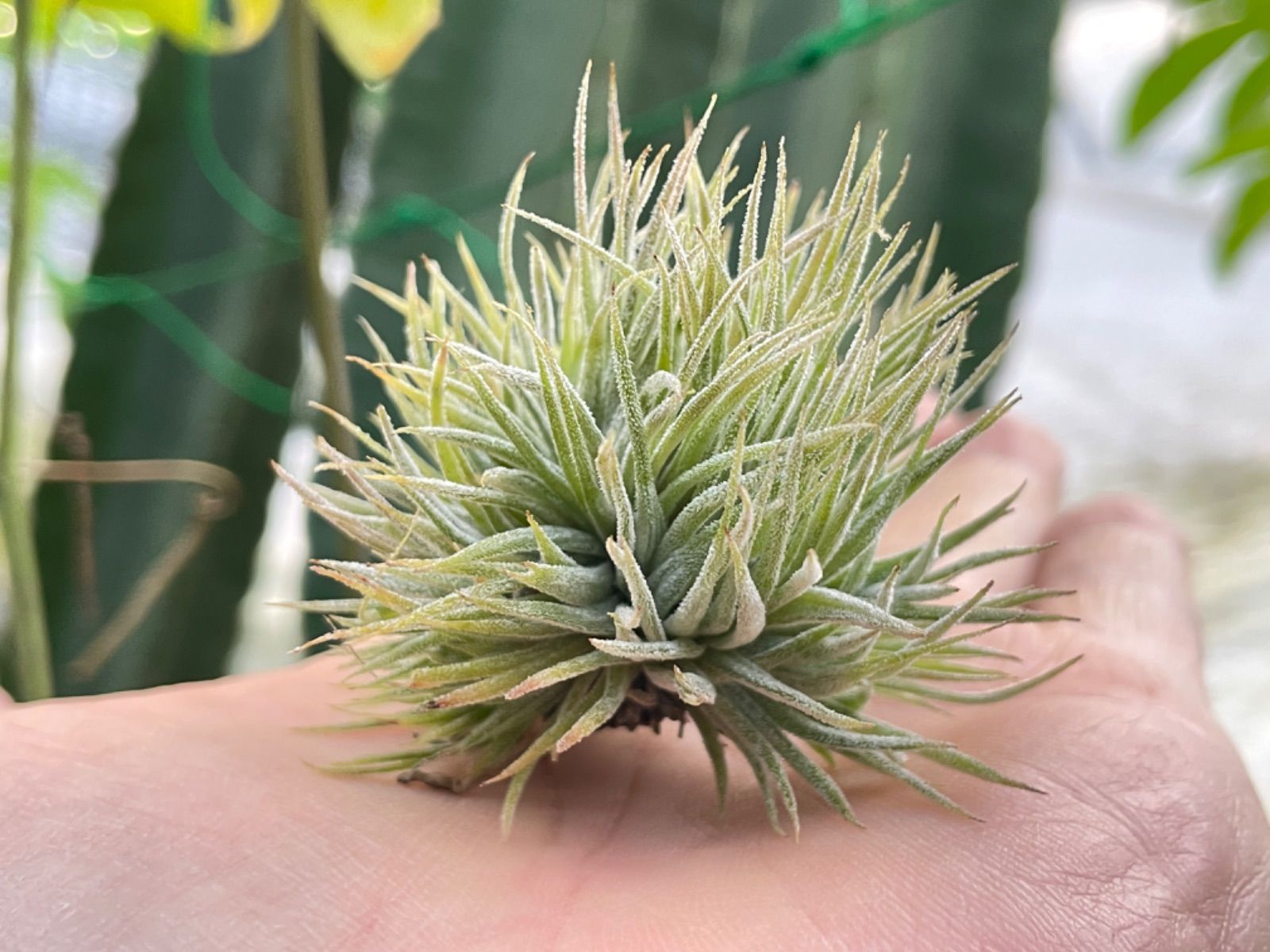 ティランジア イオナンタ モンストローズ ionantha Monstrose