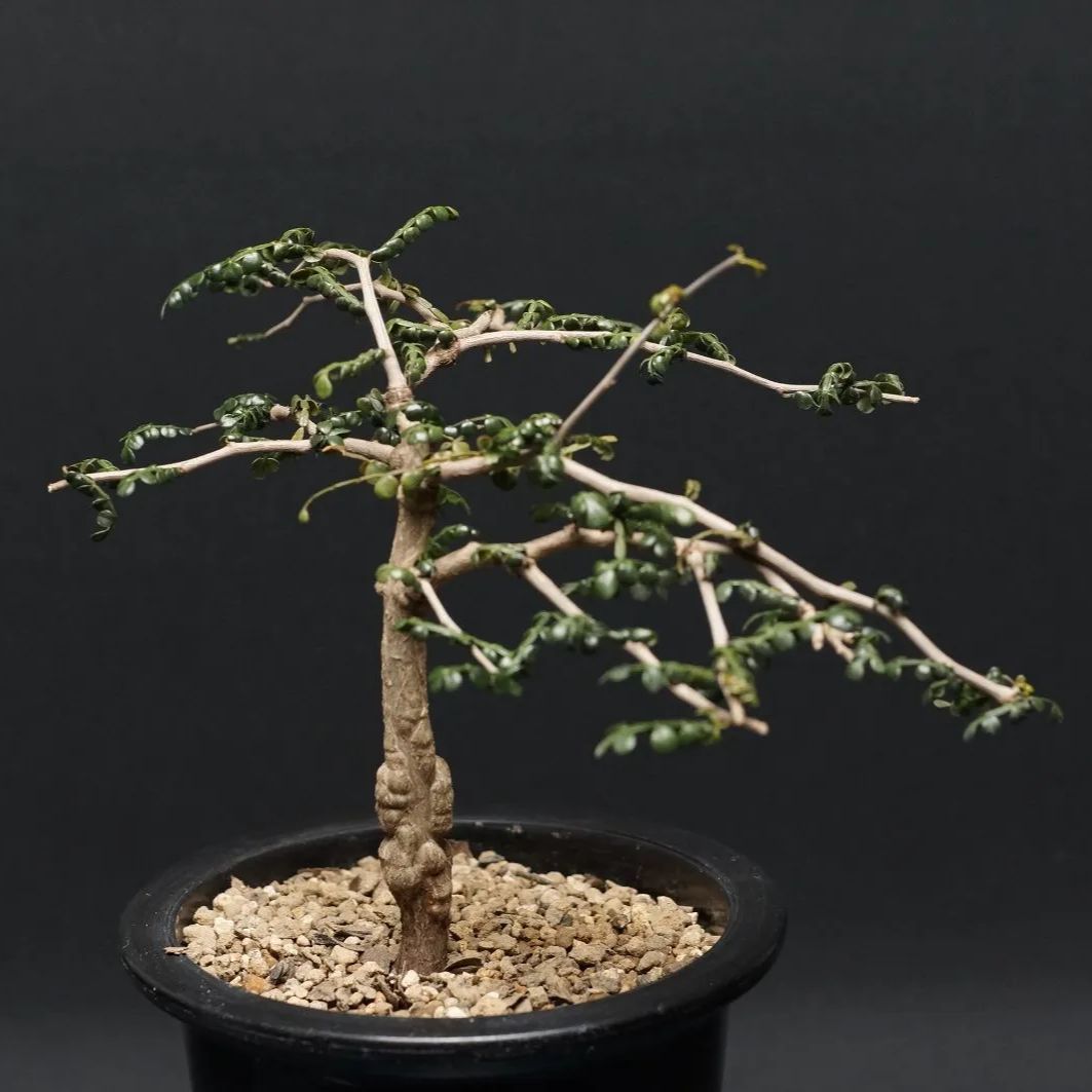 パキプス 管理2388