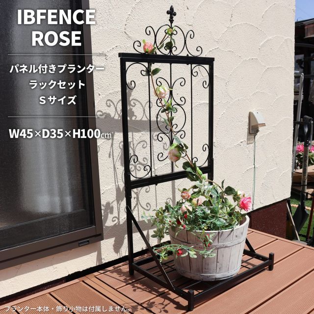 現品】ガジュマル 8号 黒鉢 （3） 現品】多幸の木 ガジュマル