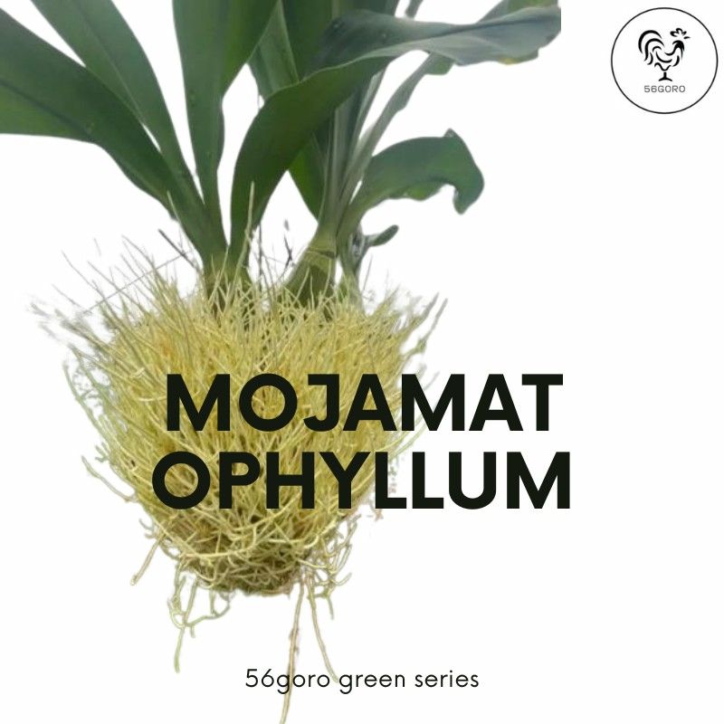 ドワーフナムワ バナナ 特大苗 ドワーフナムワ バナナ 特大苗 国華園